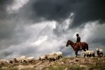 Herding Sheep out West